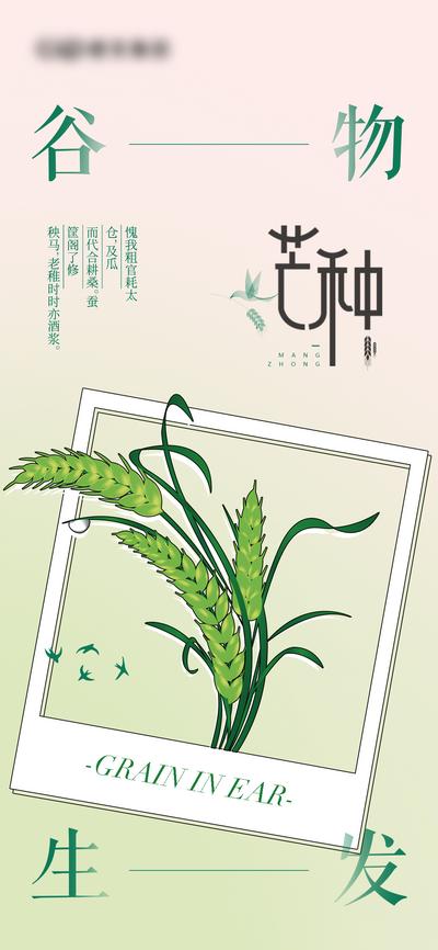 南门网 海报 地产 二十四节气 芒种 插画 水稻 稻谷 相框