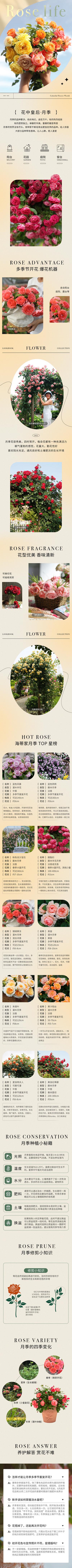 南门网 电商详情页 淘宝详情页 月季 玫瑰 园艺 花卉 植物