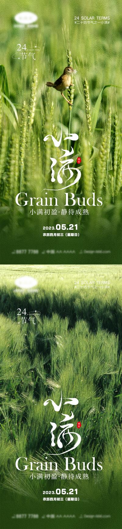 南门网 海报 二十四节气 小满 芒种 宣传 中国传统节日 夏天 中国二十四节气 24节气 稻谷