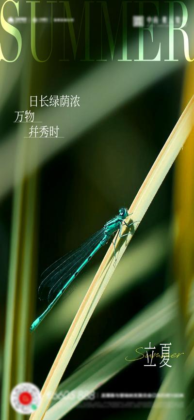 【南门网】广告 海报 节气 立夏 微距 蜻蜓 简约