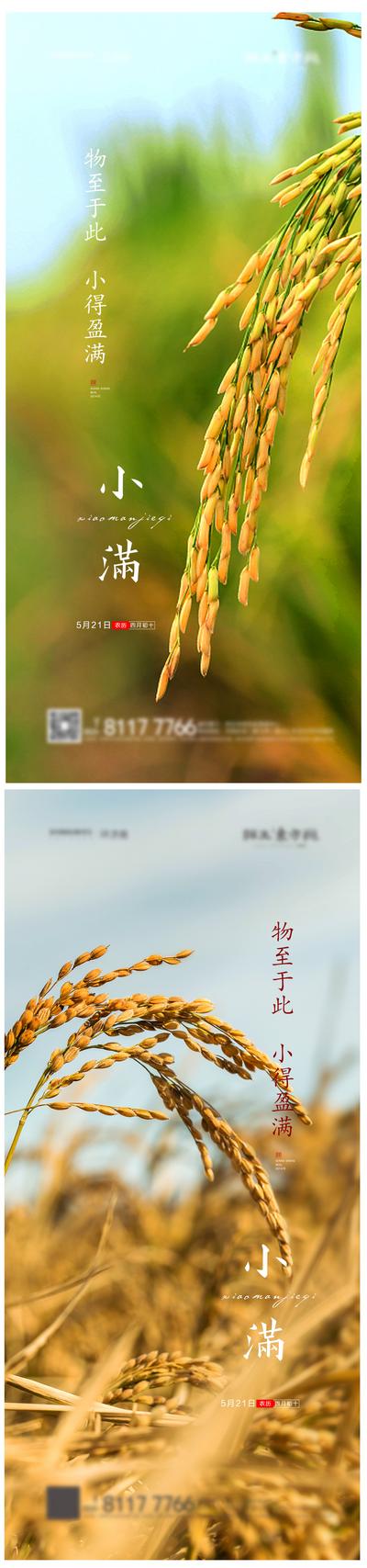 南门网 海报 房地产 二十四节气 小满 水稻 麦穗 系列