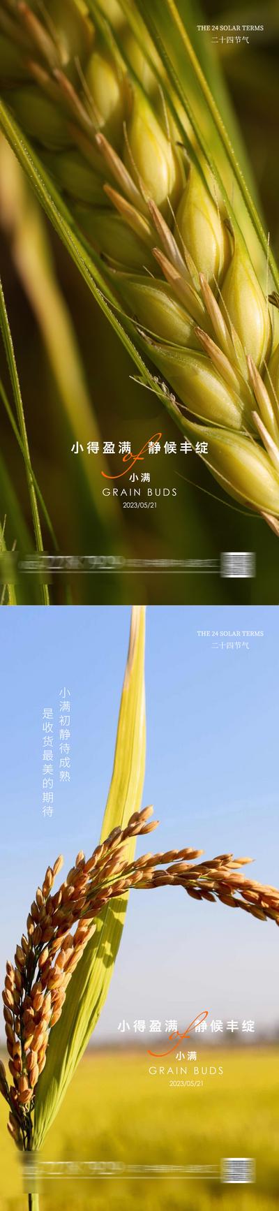 【南门网】广告 海报 二十四节气 小满 小麦 绿色. 希望 清新 系列